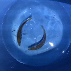 夕方にサビキでアジを釣る